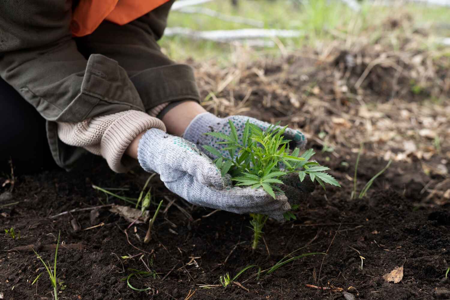 Professional Tree Service in Brewer, ME